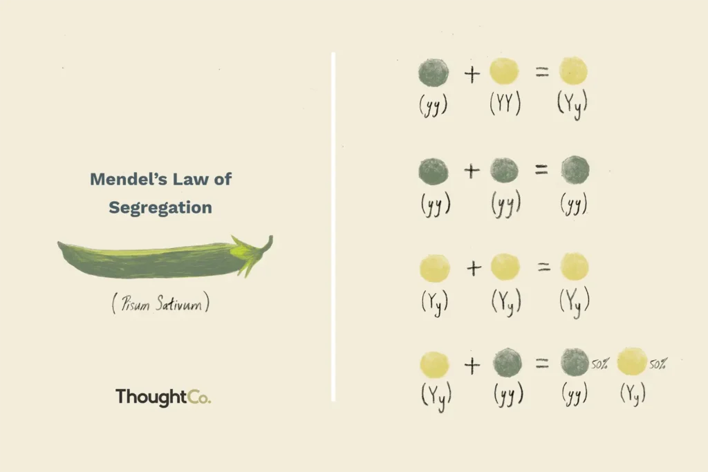 law of segregation