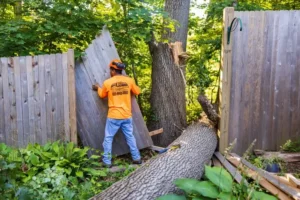 ct law regarding tree near property line